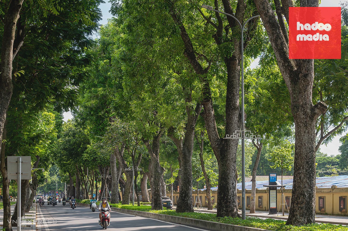 Những hàng cây cổ thụ tạo dấu ấn đặc trưng giữa lòng Hà Nội