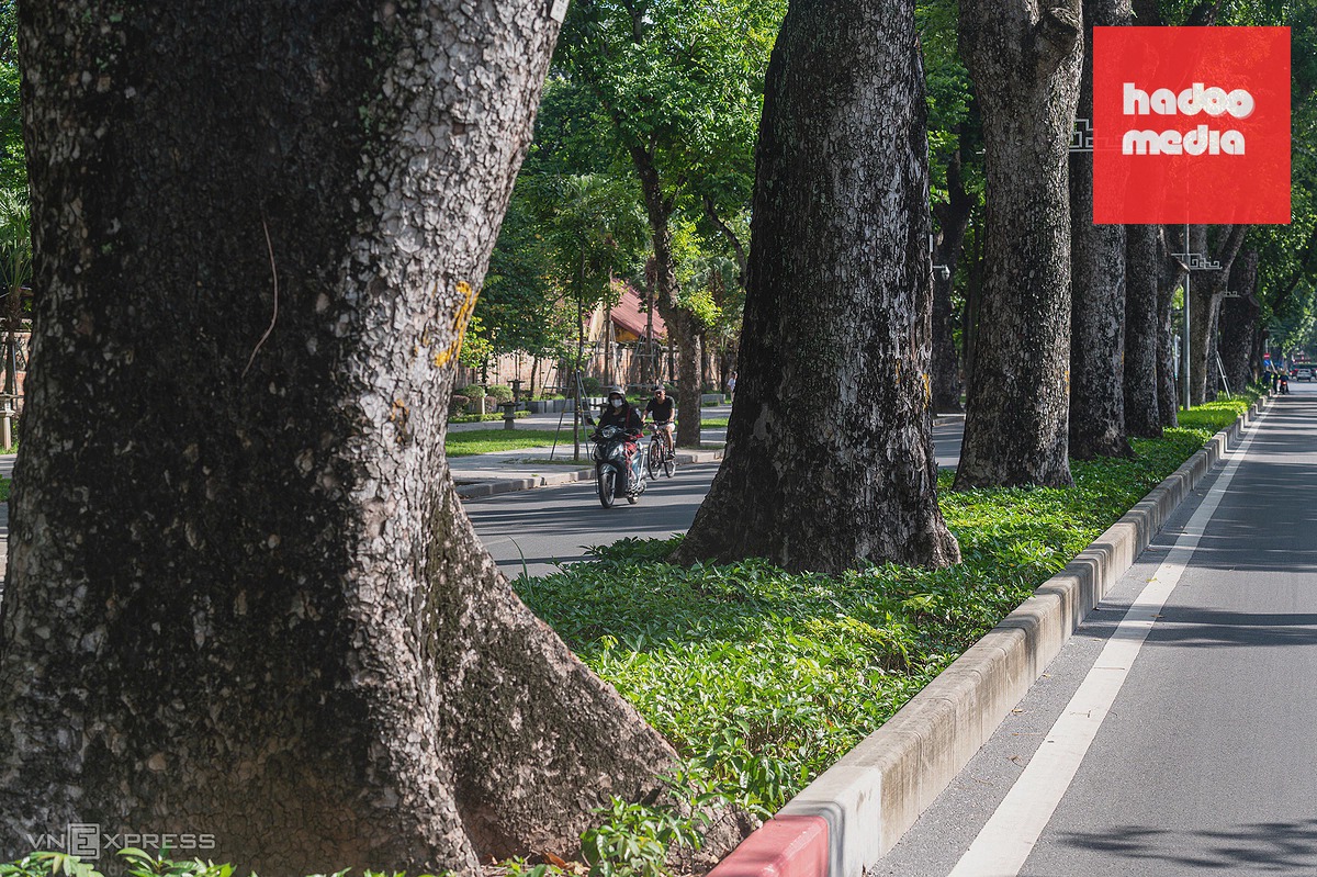 Những hàng cây cổ thụ tạo dấu ấn đặc trưng giữa lòng Hà Nội