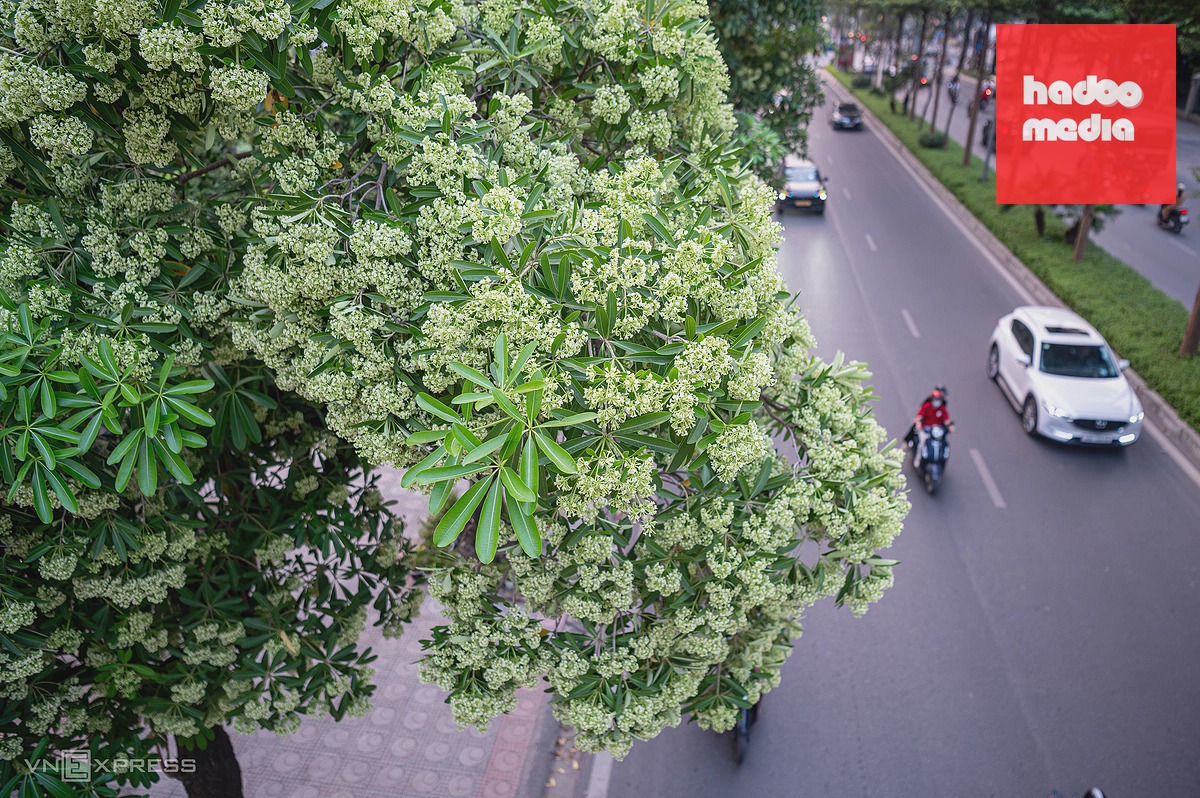 Những hàng cây cổ thụ tạo dấu ấn đặc trưng giữa lòng Hà Nội