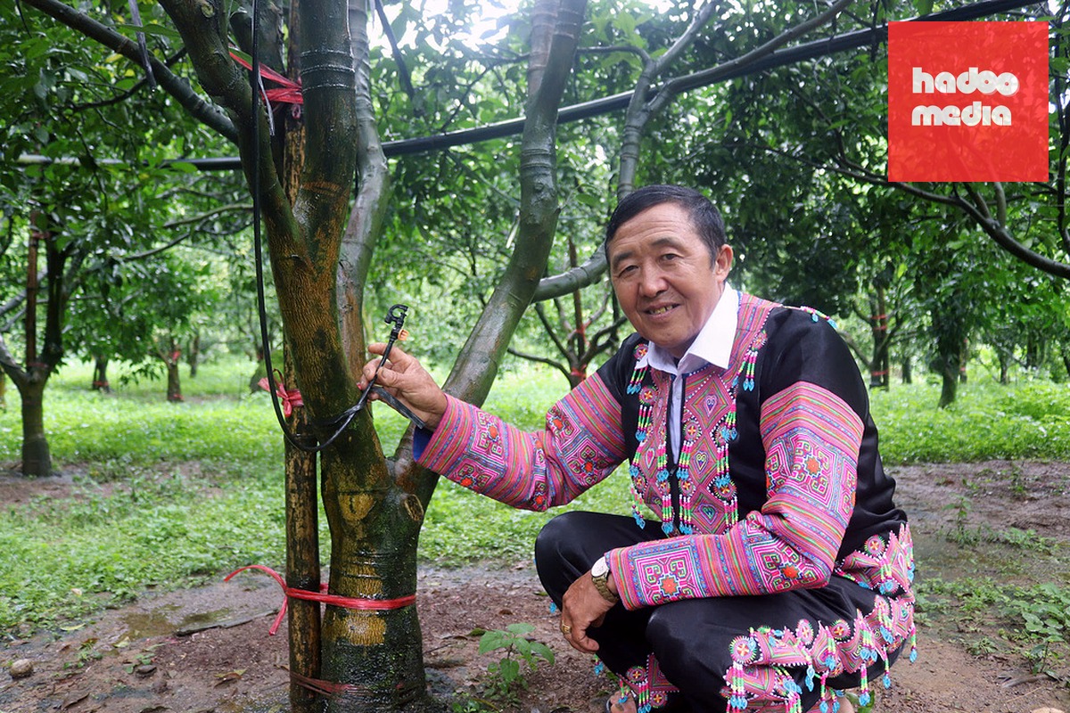 Ông Hoàng A Sở áp dụng công nghệ vào chăm sóc cây. Ảnh: Phạm Hoài