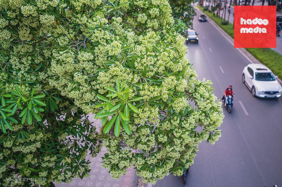 Hoa sữa trên phố Đào Tấn, phường Giảng Võ, TP Hà Nội. Ảnh: Thế Bằng