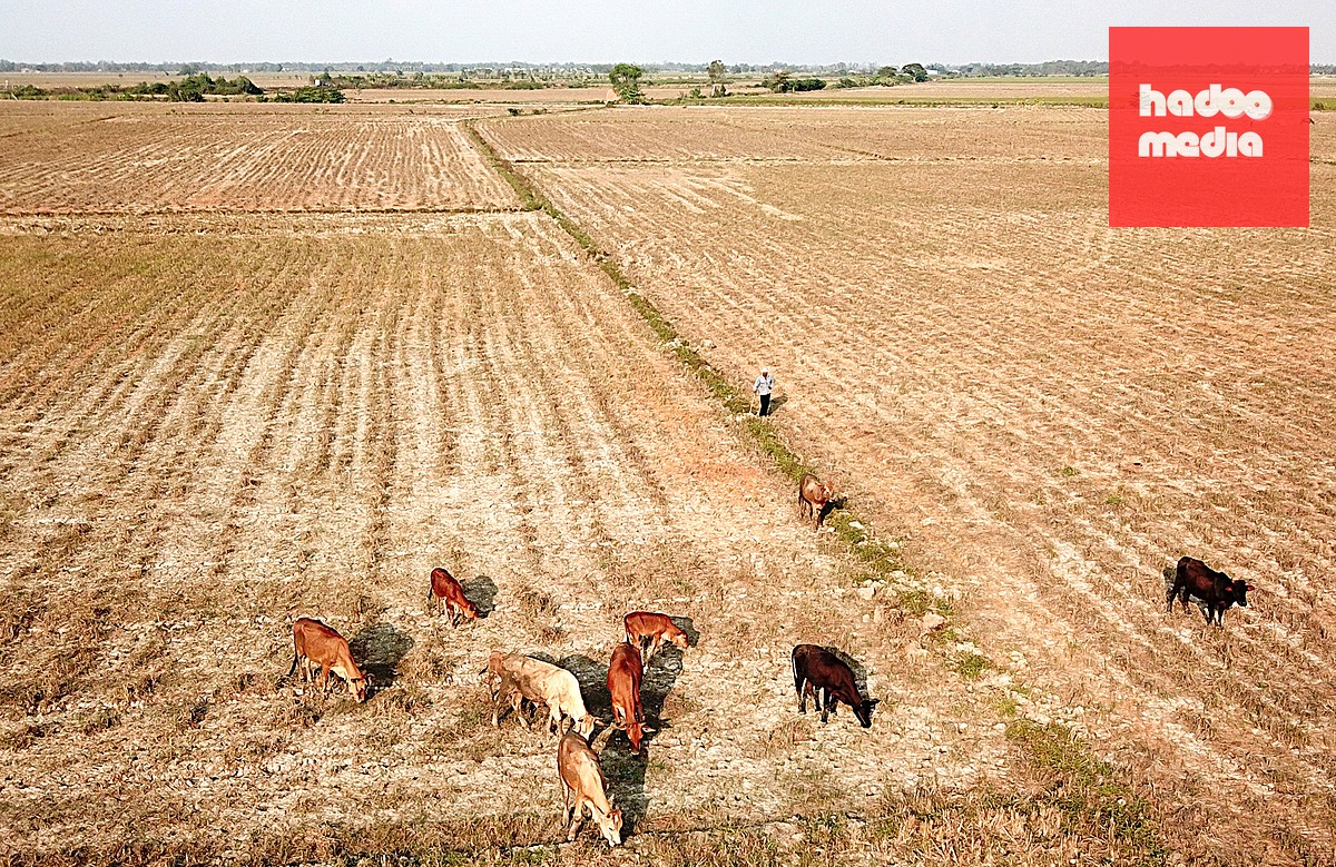 Khu vực Tây Nguyên và Nam Bộ đối mặt với hạn hán trong mùa khô 2026-2027 do El Nino rất mạnh - Ảnh: CHÍ QUỐC
