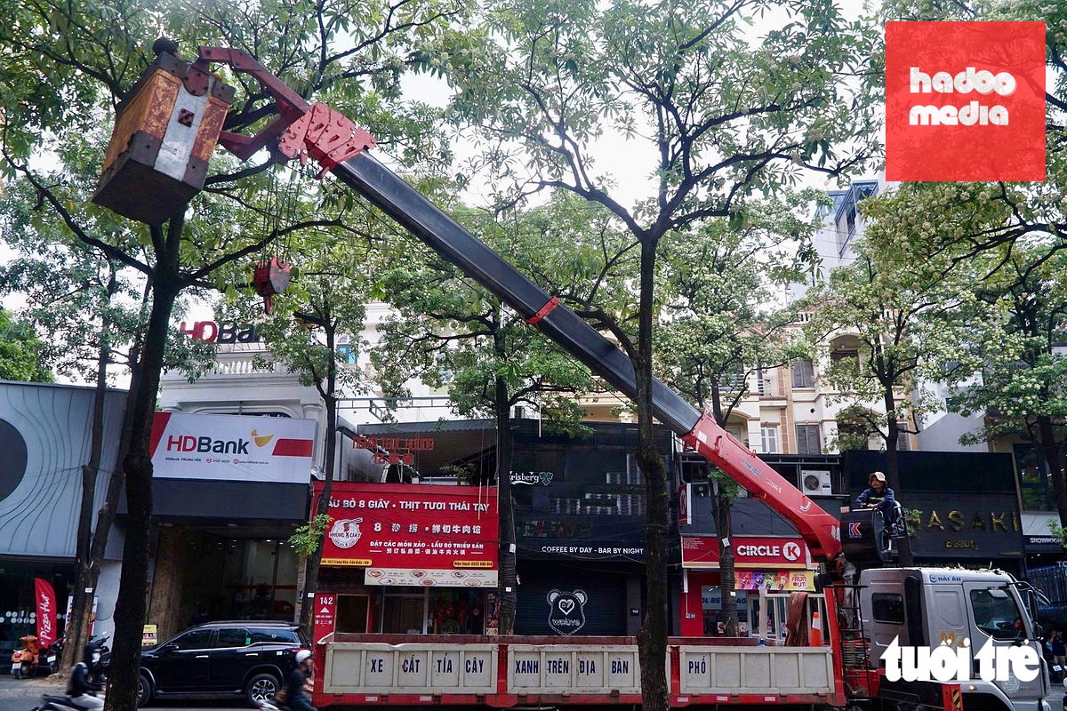 Xe chuyên dụng được huy động để thực hiện việc cắt tỉa cây - Ảnh: PHẠM TUẤN