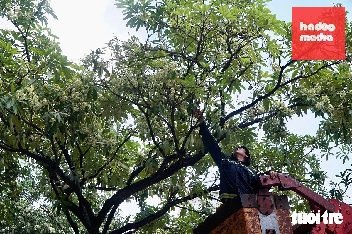 Công nhân cầm kéo cắt tỉa từng bông hoa sữa trên phố Hà Nội  - Ảnh 4.
