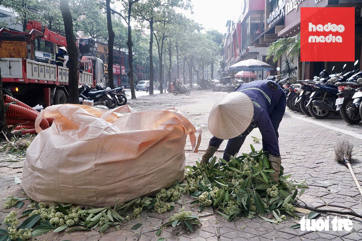 Bà Ngần, công nhân, cho biết lần đầu tiên trong cuộc đời làm nghề bà chứng kiến việc cắt tỉa từng chùm hoa sữa - Ảnh: PHẠM TUẤN