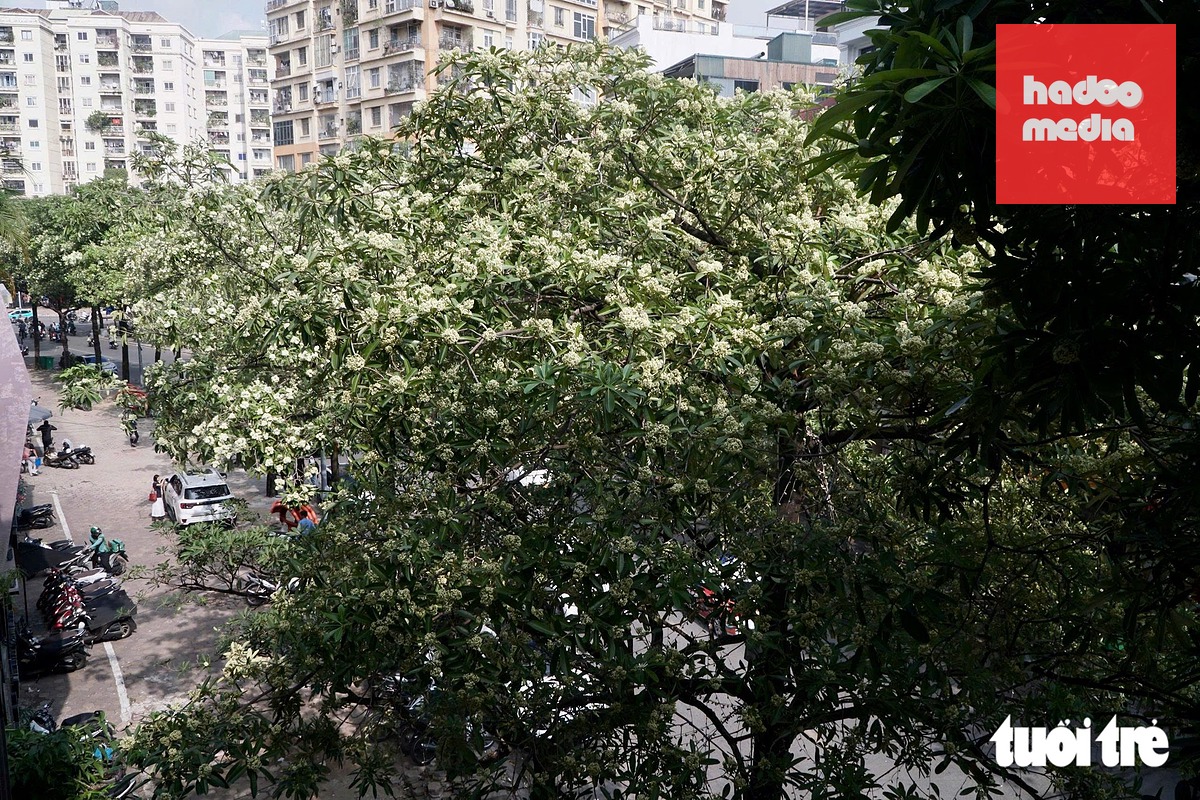 Hàng cây hoa sữa dày đặc trên đường phố Hà Nội - Ảnh: PHẠM TUẤN