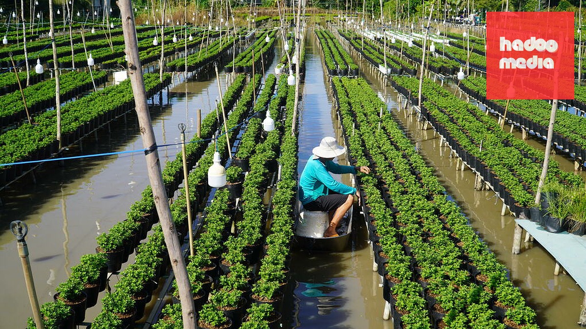 Vườn cúc nhiều màu của ông Giàu ở phường Sa Đéc. Ảnh: Ngọc Tài