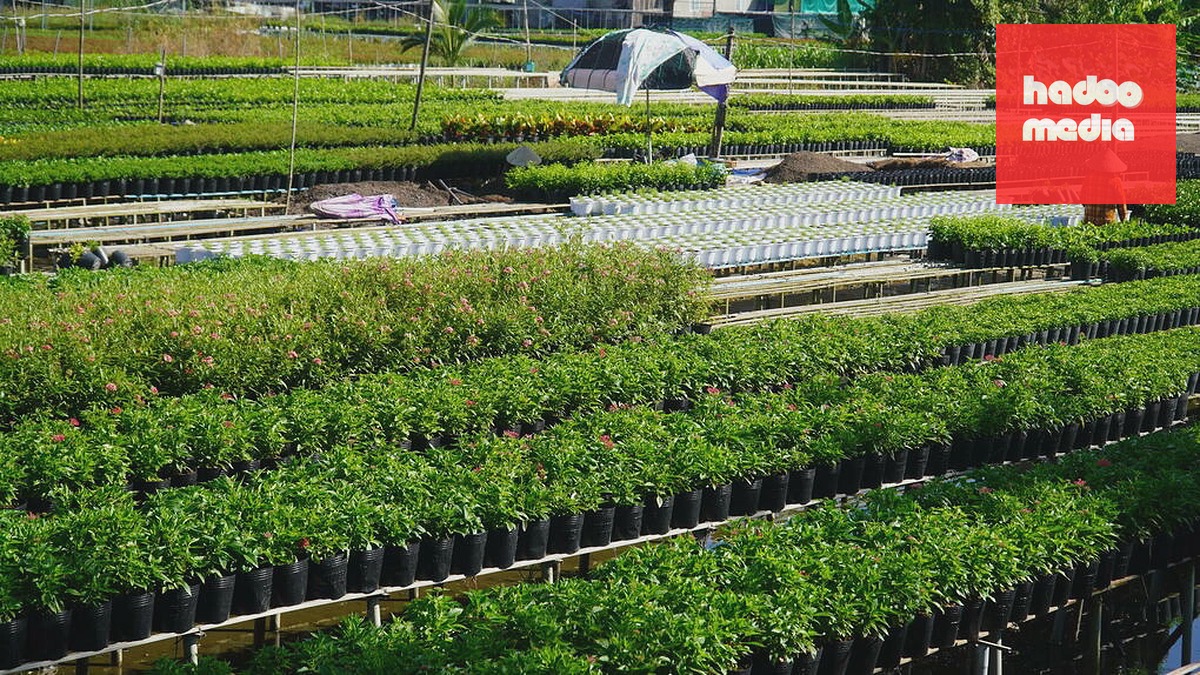 Bên cạnh hoa Tết nông dân làng hoa Sa Đéc còn trông các loại hoa chậu, kiểng lá bán quanh năm. Ảnh: Ngọc Tài