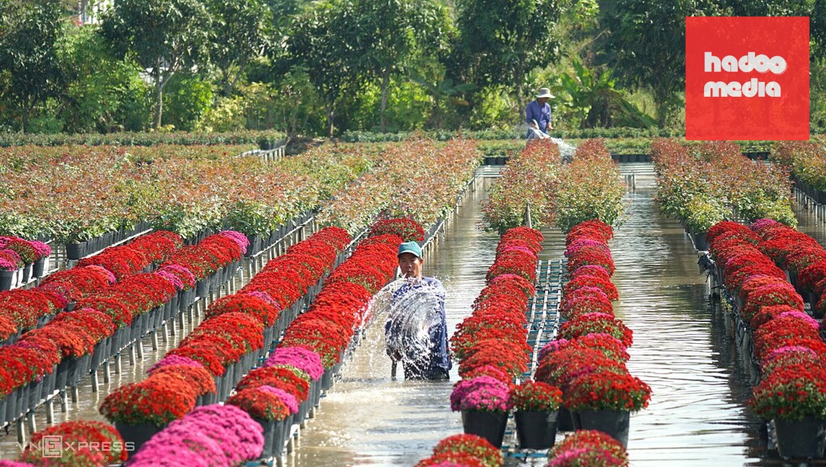 Làng hoa Sa Đéc Tết 2025. Ảnh: Ngọc Tài