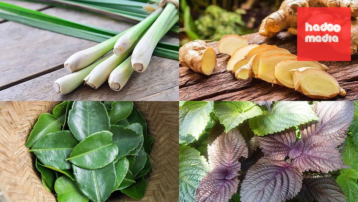 Trong y học cổ truyền, lá tía tô thường được dùng trong trường hợp cảm mạo phong hàn, biểu hiện như sợ lạnh, nghẹt mũi, chảy nước mũi trong, đau đầu, ho nhẹ, ít hoặc không ra mồ hôi - Ảnh minh họa