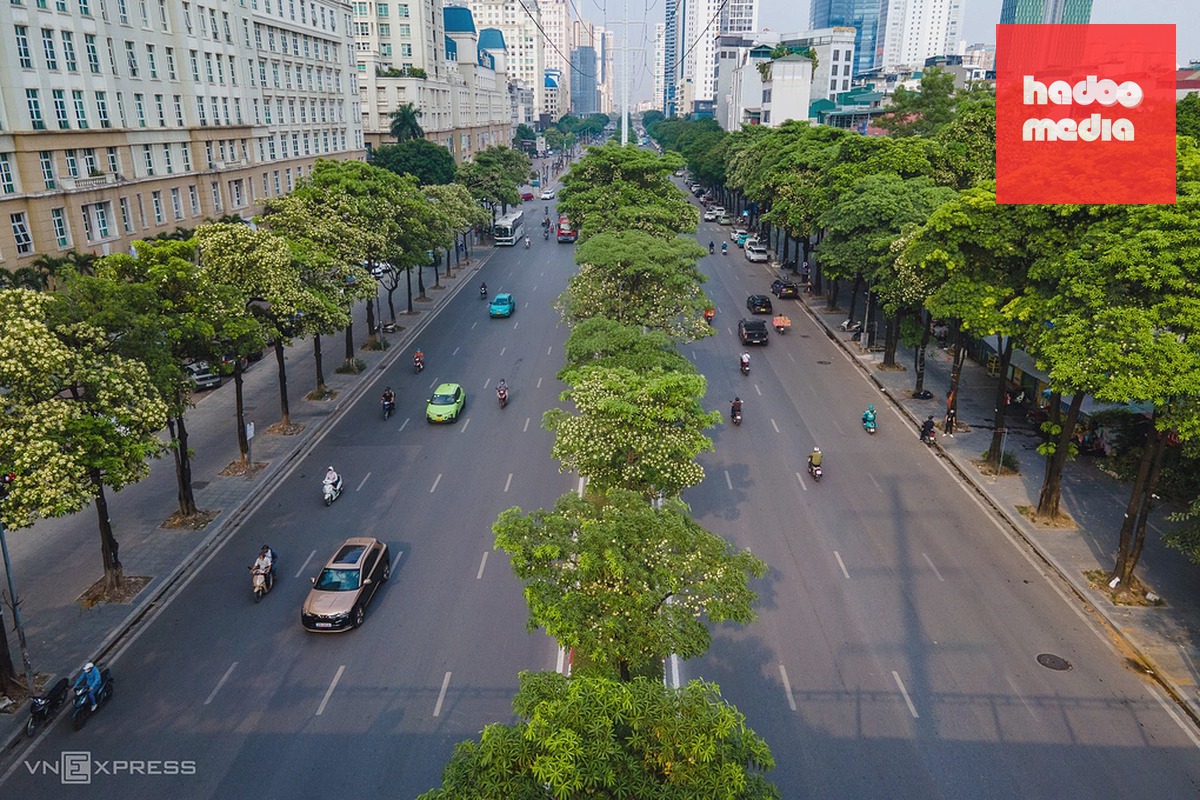 Hoa sữa nở rộ trên phố Mễ Trì, phường Từ Liêm. Ảnh: Thế Bằng