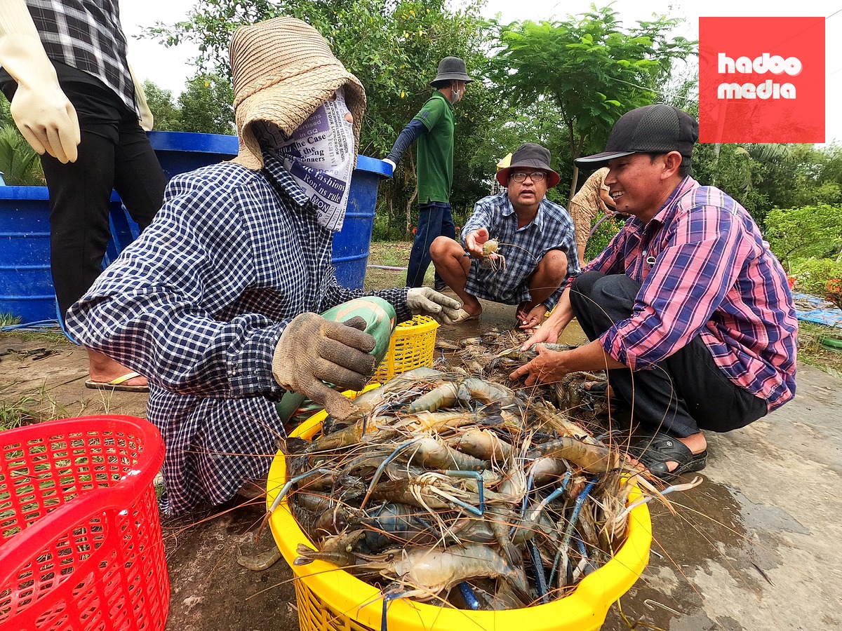 Người dân thu hoạch tôm càng tại Cà Mau - Ảnh: THANH HUYỀN