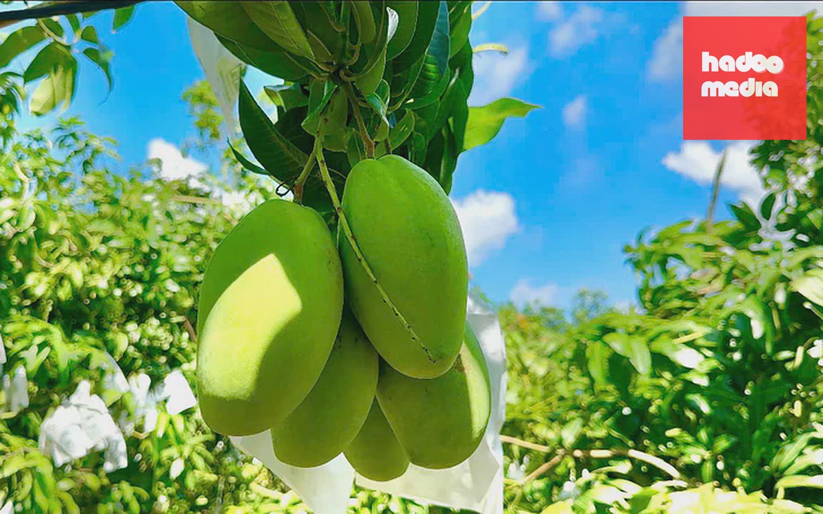 Bưởi Bắc Ninh xuất khẩu sang Nga, ổi sang Anh, trái cây còn dư địa nào? - Ảnh 2.
