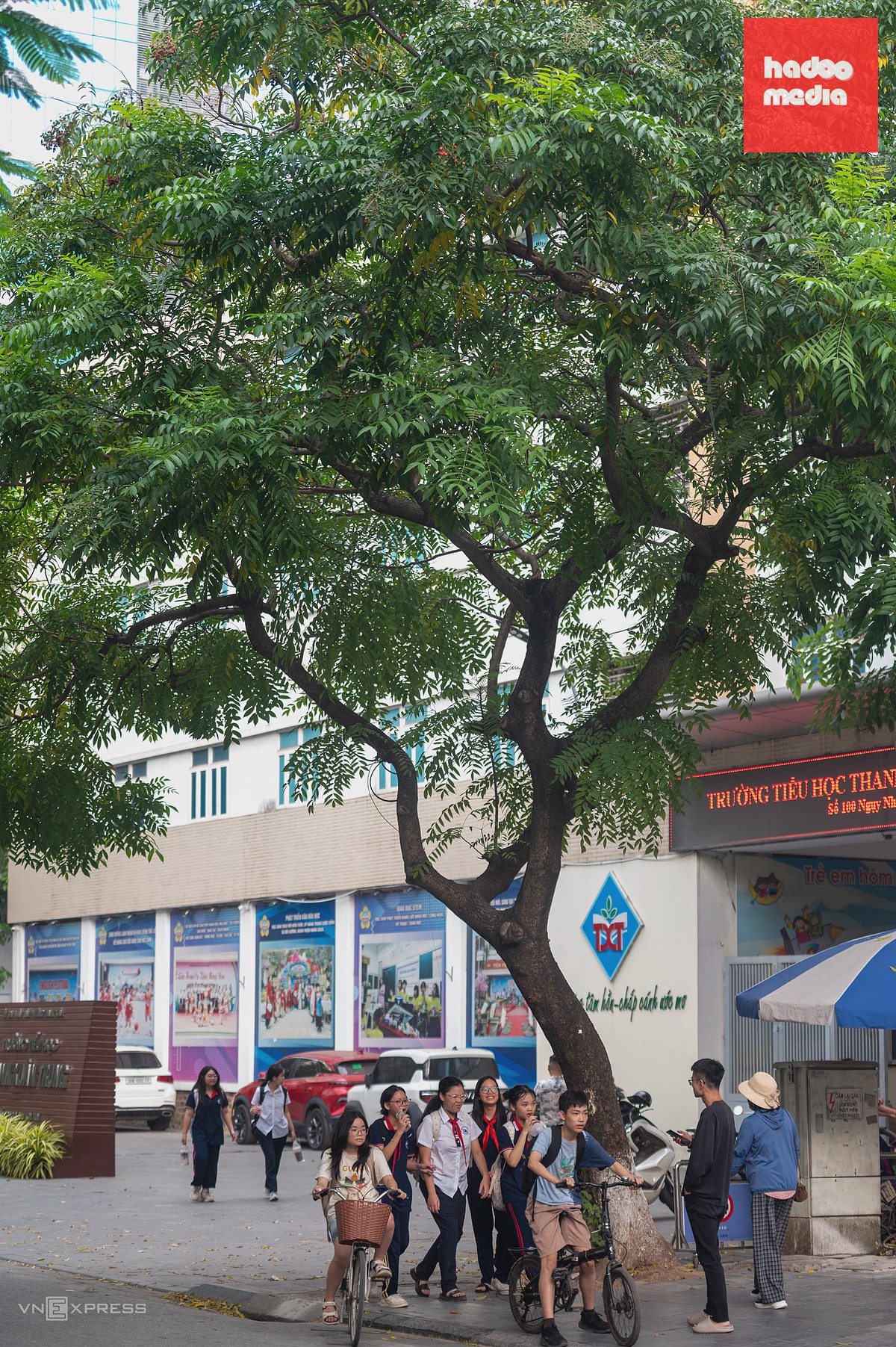 Hà Nội: Nhiều loại cây cấm trồng vẫn hiện diện trên phố cổ