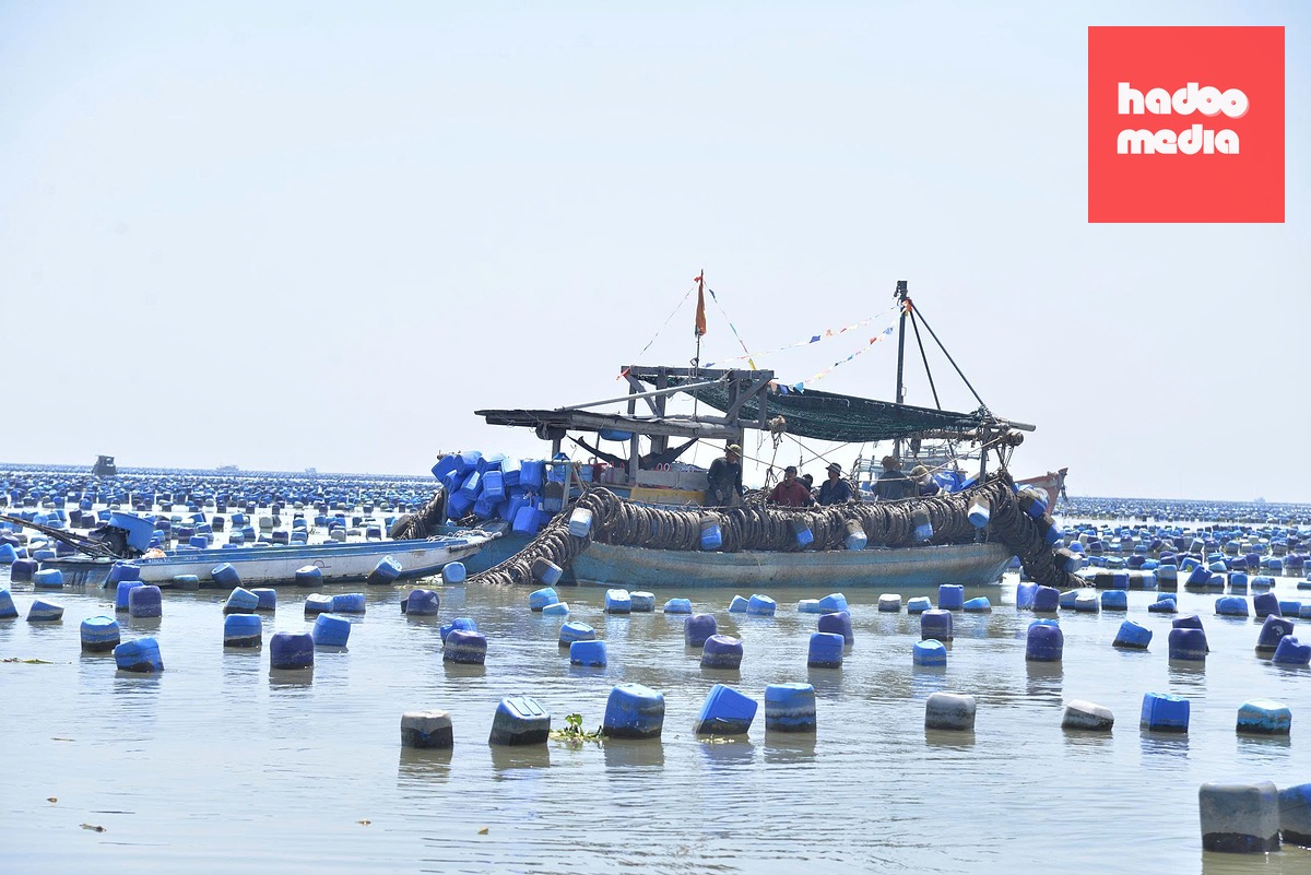 Hiện nay, khoảng 65% diện tích hàu tại tỉnh Đồng Tháp không phép - Ảnh: MẬU TRƯỜNG