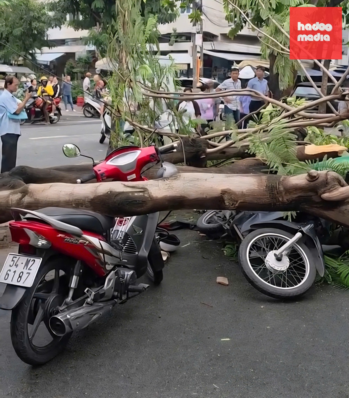 Cây phượng ngã đè xe máy, một người tử vong - Ảnh cắt từ clip