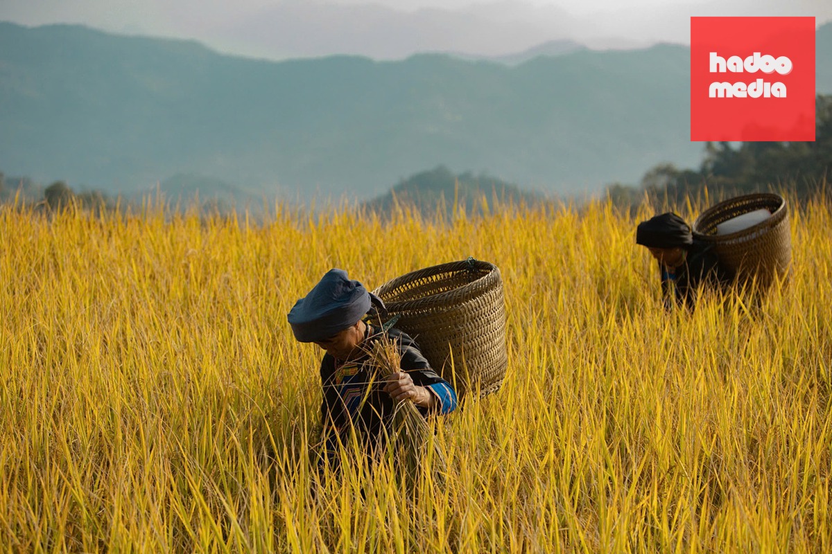 Người dân vùng cao thu hoạch lúa. Ảnh: NVCC