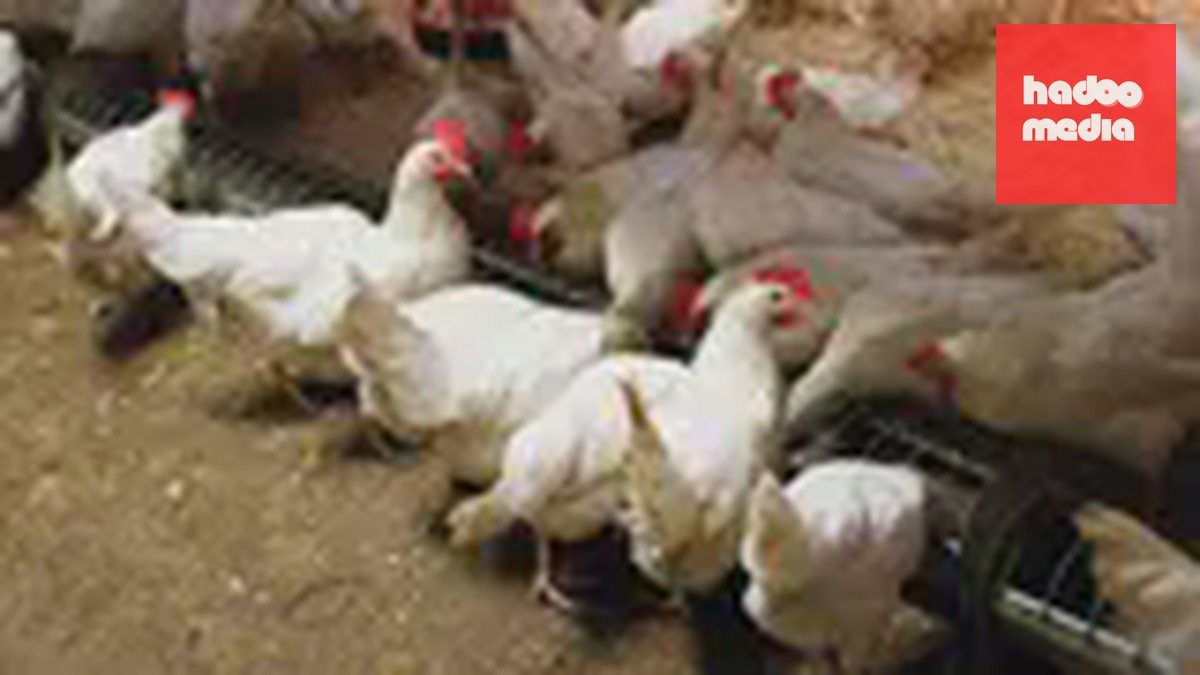 Tiêu hủy đàn gà tại Českobudějovicko do dịch salmonella lần đầu tiên