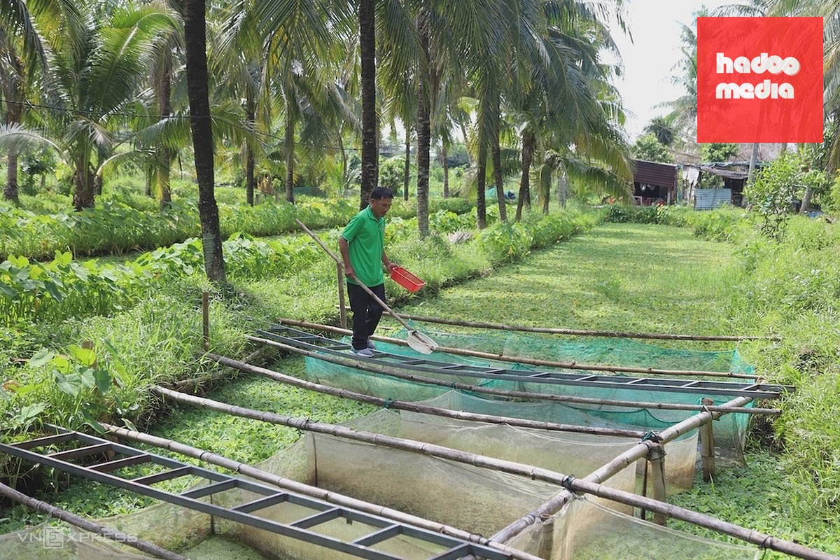 Ông Thái Thanh Trí vớt ốc giống bán cho các nông dân khác. Ảnh: Trần Hóa