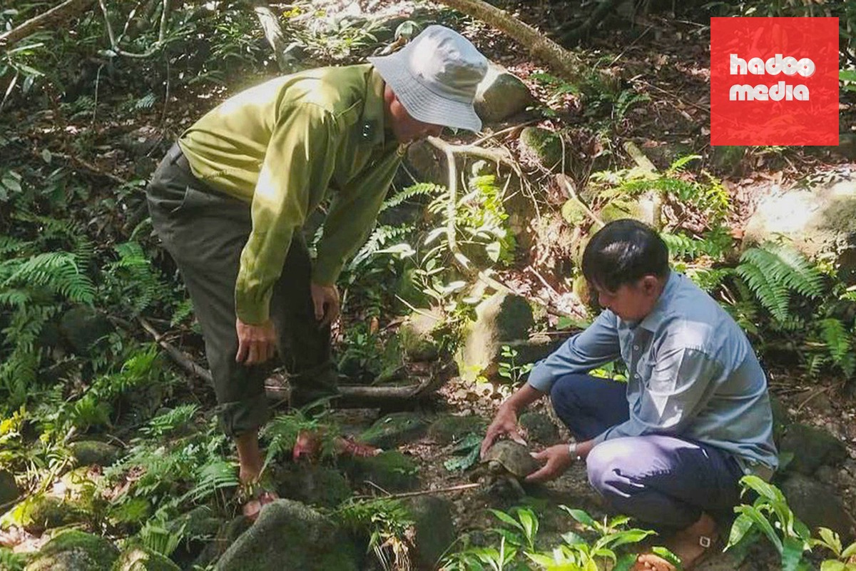Cá thể rùa núi vàng được thả về rừng. Ảnh: Ban quản lý cung cấp