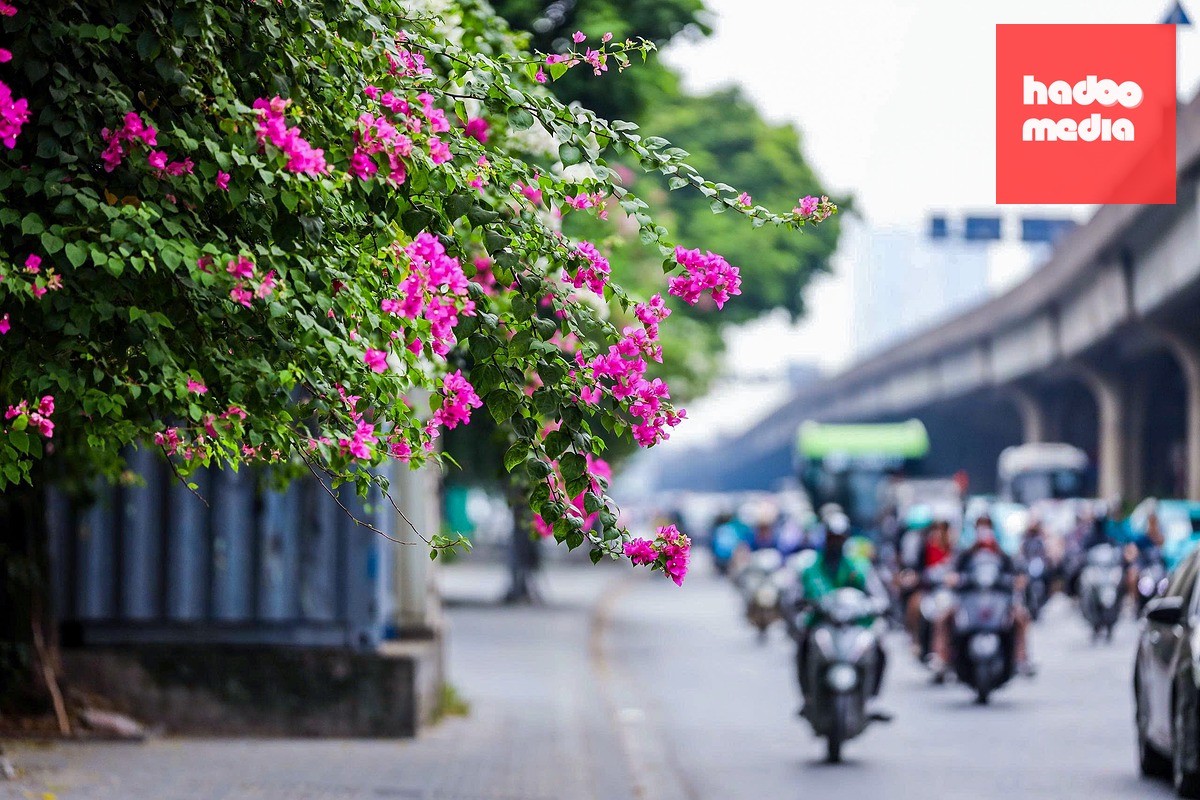 Hoa giấy trồng bên đường Khuất Duy Tiến, Hà Nội - Ảnh: DANH KHANG