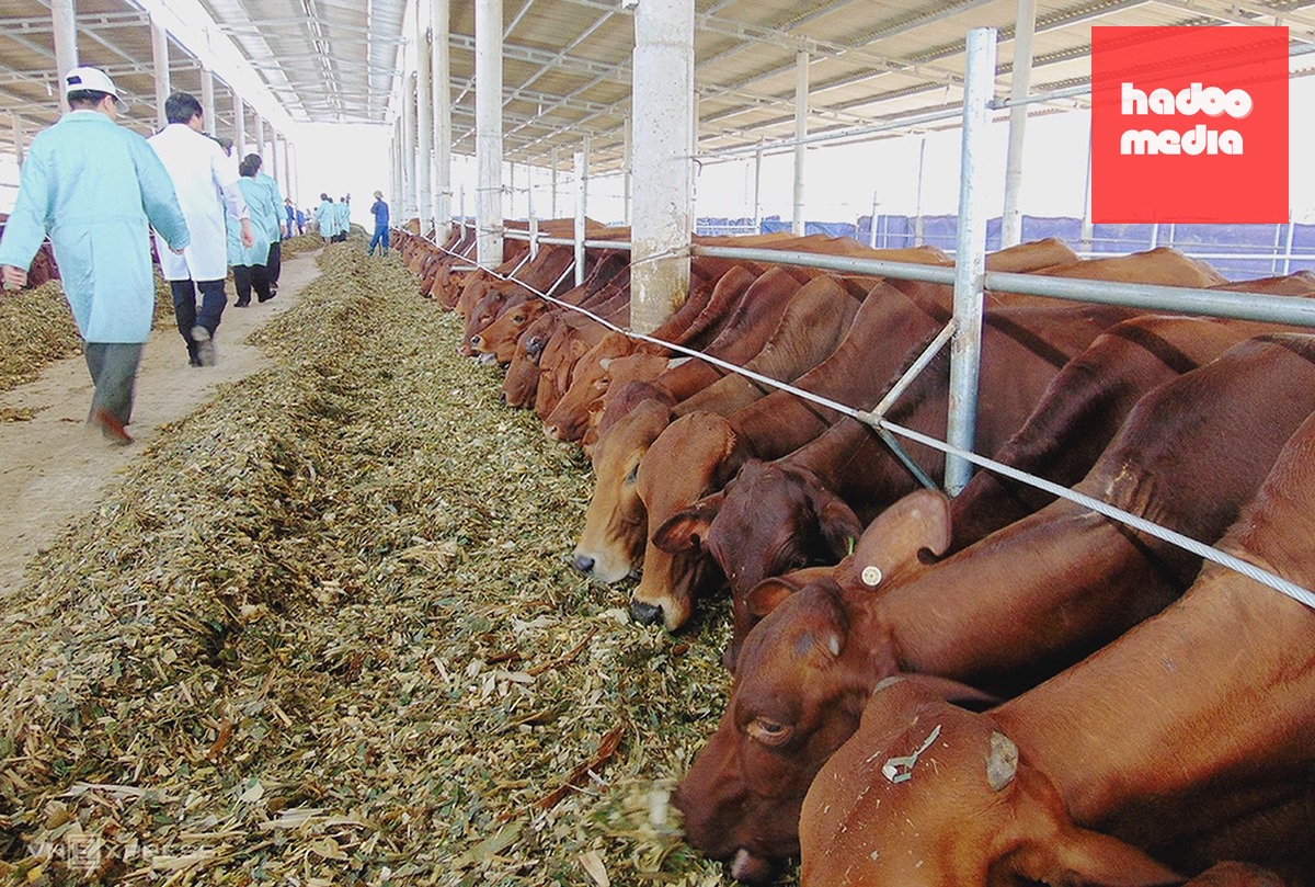 Bò nuôi tại dự án ở huyện Cẩm Xuyên (cũ) năm 2015. Ảnh: Đức Hùng