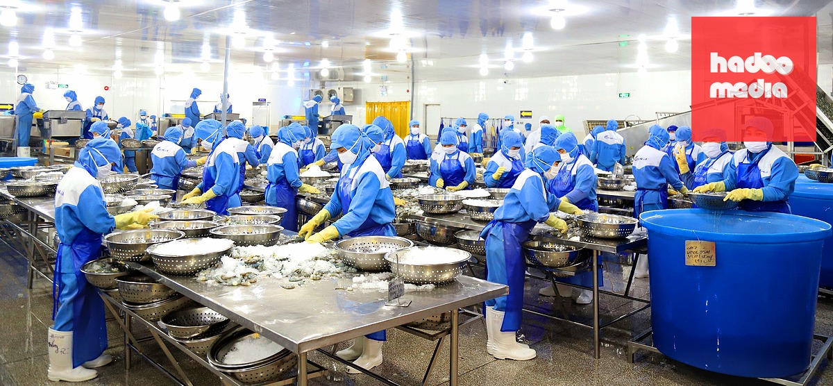 Công nhân tại một nhà máy chế biến tôm xuất khẩu ở miền Tây - Ảnh: CHÍ QUỐC