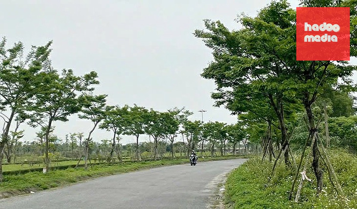 Nhiều dự án cây xanh liên quan đến Công ty Cây xanh Công Minh tại Quảng Bình được xác định có vi phạm quy định về đấu thầu - Ảnh: QUỐC NAM