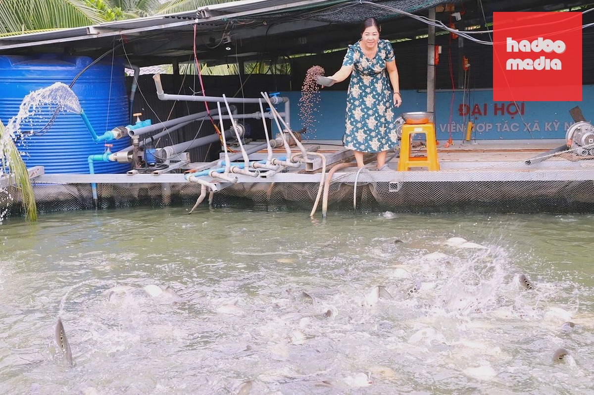 Bà Nguyễn Kim Thùy cho cá thát lát ăn. Ảnh: An Minh