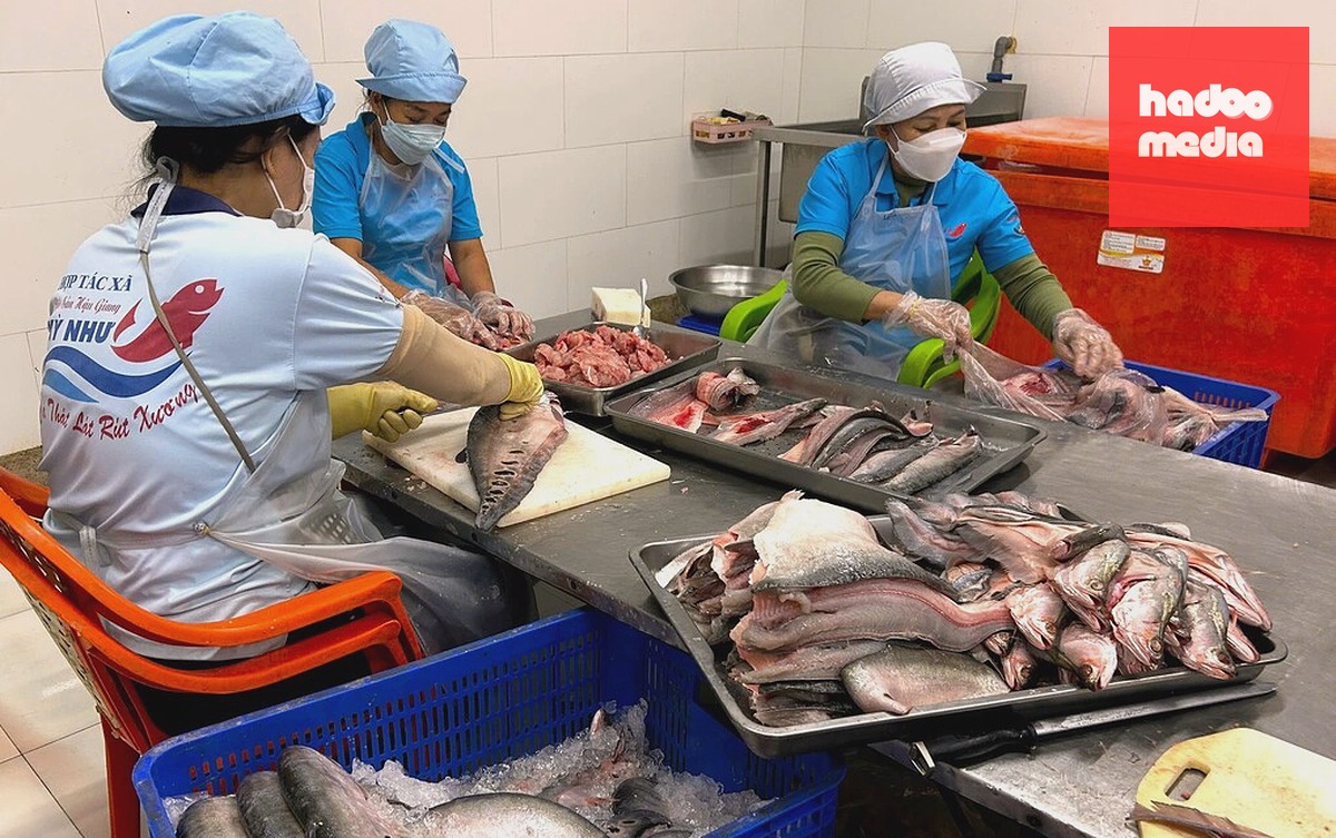 Nhân công sơ chế cá thát lát tại hợp tác xã. Ảnh: An Minh