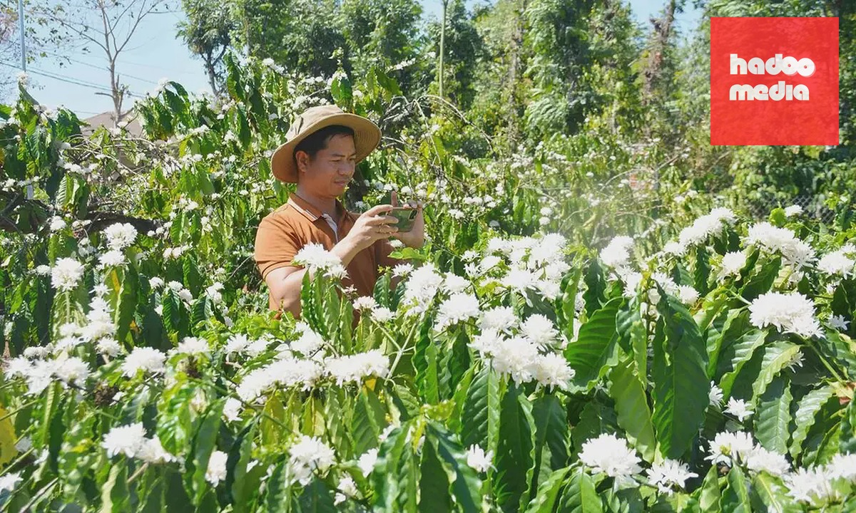 Vườn cà phê ở Đăk Lăk. Ảnh: Sao Khuê
